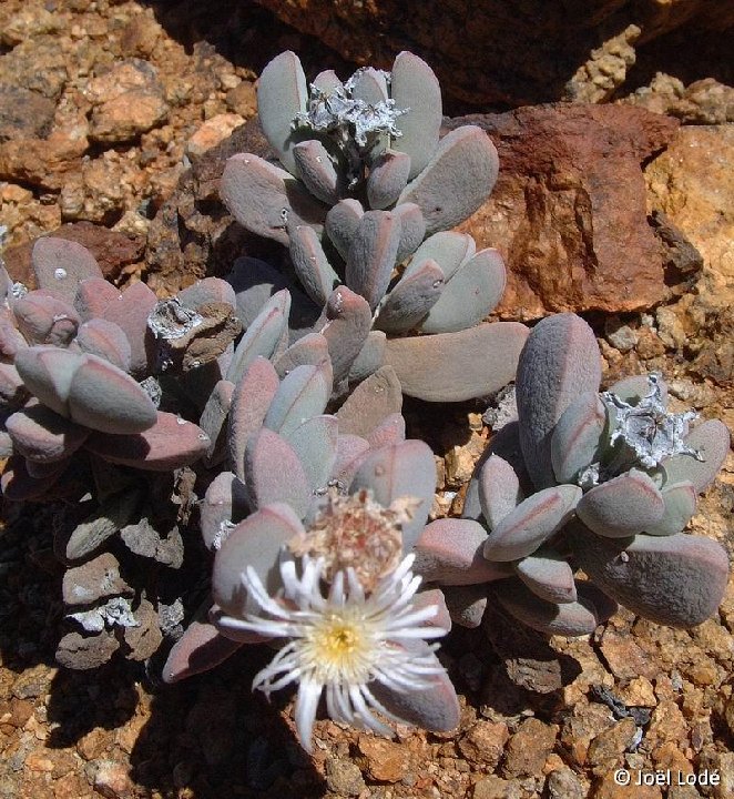 Hartmanthus hallii, Rooiberg, RSA ©JLcoll.2085